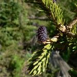 Abies lasiocarpa Ovoce