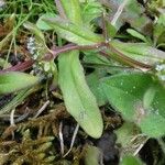 Valeriana locusta Blad