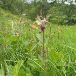 Geum rivale Flors