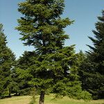 Abies cilicica Kabuk