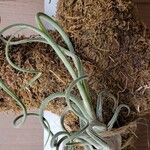 Tillandsia paucifolia 葉