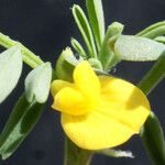 Hippocrepis unisiliquosa 花