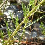 Iberis pinnata Leaf