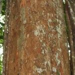 Protium heptaphyllum Bark