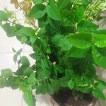 Gynura procumbens 整株植物