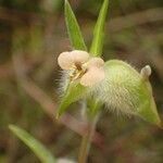 Commelina nigritana Flor