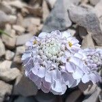 Iberis carnosa Flor
