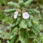 Teucrium scordium 花