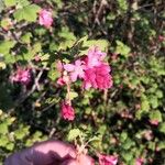 Ribes sanguineum Flower