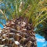 Phoenix canariensis Lubje