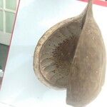 Pterygota brasiliensis 果実