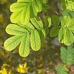 Rosa omeiensis Blatt