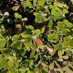 Arctostaphylos uva-ursi Hoja