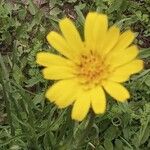 Tragopogon pratensis Květ