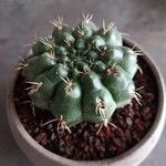 Gymnocalycium baldianum 果實