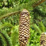 Picea abies ফল