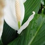 Spathiphyllum cannifolium Levél