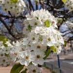 Pyrus calleryana Flor