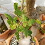 Bursera filicifolia Leaf