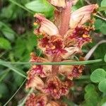 Orobanche gracilis Flower