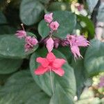 Clerodendrum umbellatum Flower