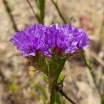 Limonium sinuatum Flower