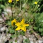 Ranunculus occidentalis 花