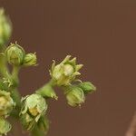 Strychnos spinosa Blüte