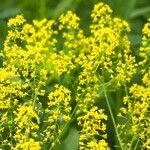 Isatis tinctoria Fleur