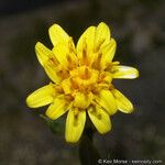 Trixis californica Flor