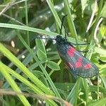 Lotus corniculatus 葉