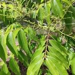 Sapindus mukorossi Leaf