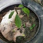 Cola acuminata Лист