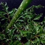 Polyscias fruticosa Лист