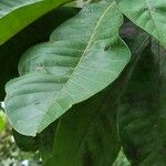 Pouteria sapota 叶