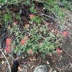 Castilleja subinclusa Habit