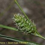 Carex extensa Flower