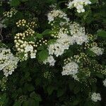 Spiraea chamaedryfolia Habitus