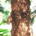 Araucaria nemorosa Corteza
