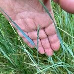 Elymus pungens Fruit