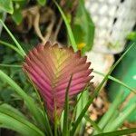 Tillandsia guatemalensisYaprak