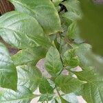 Capsicum chinense Лист