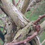 Actinidia arguta Bark