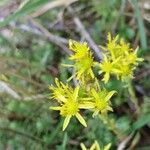 Petrosedum rupestre ফুল