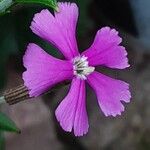 Silene schafta Flower