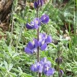 Lupinus meionanthus ᱵᱟᱦᱟ