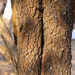 Ziziphus mucronata പുറംതൊലി