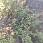 Artemisia herba-alba ഇല