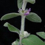 Stachys rigida Habitat