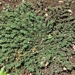 Euphorbia prostrata Fuelha